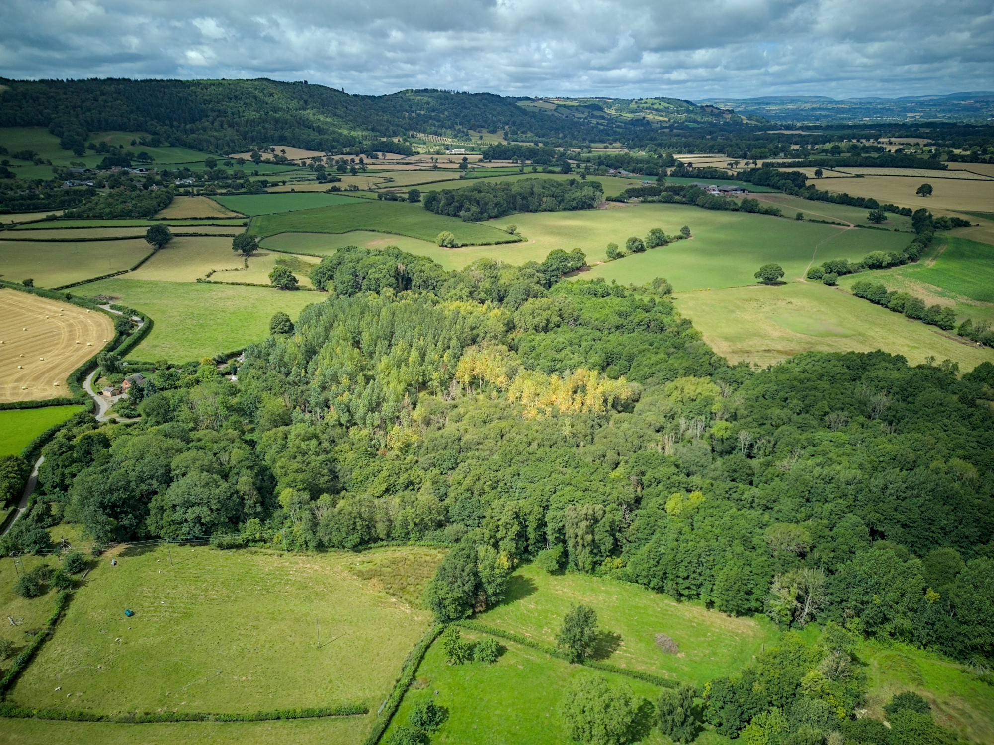 West Herefordshire Poplars Wood on the market