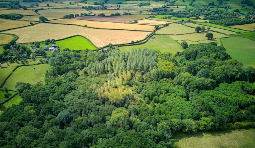 Woodland At The Poplars, Blakemere - Picture No. 03