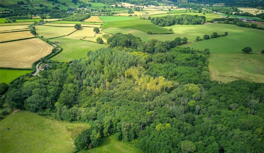 Woodland At The Poplars, Blakemere - Picture No. 02