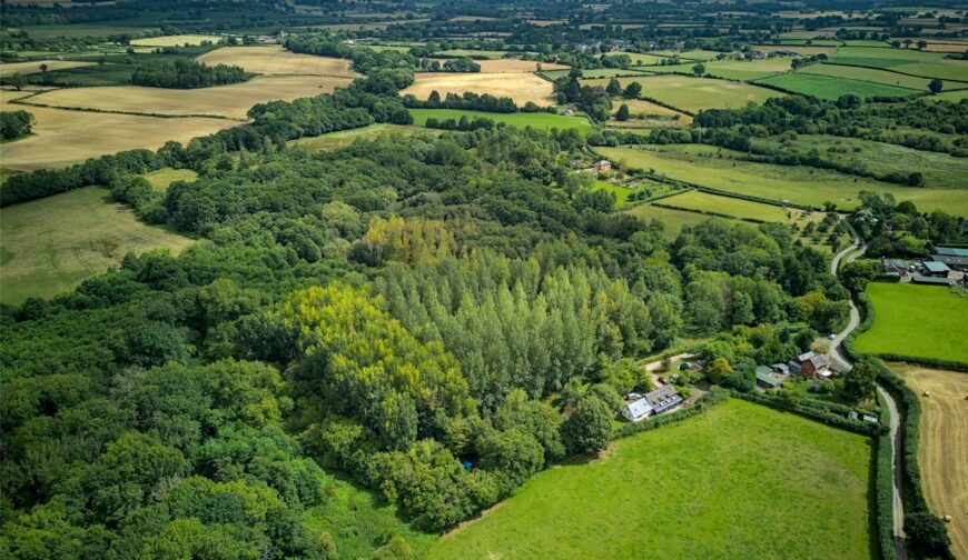 Woodland At The Poplars, Blakemere - Picture No. 06