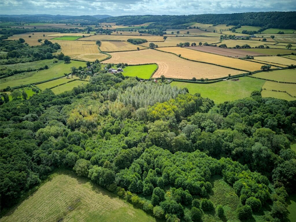 Woodland At The Poplars, Blakemere - Picture No. 04