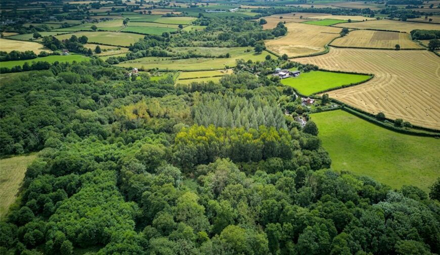 Woodland At The Poplars, Blakemere - Picture No. 05