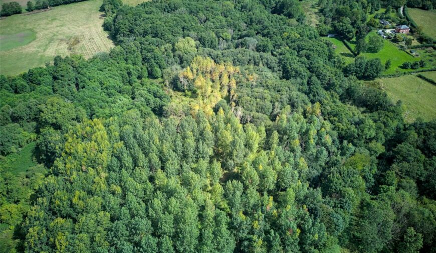 Woodland At The Poplars, Blakemere - Picture No. 10